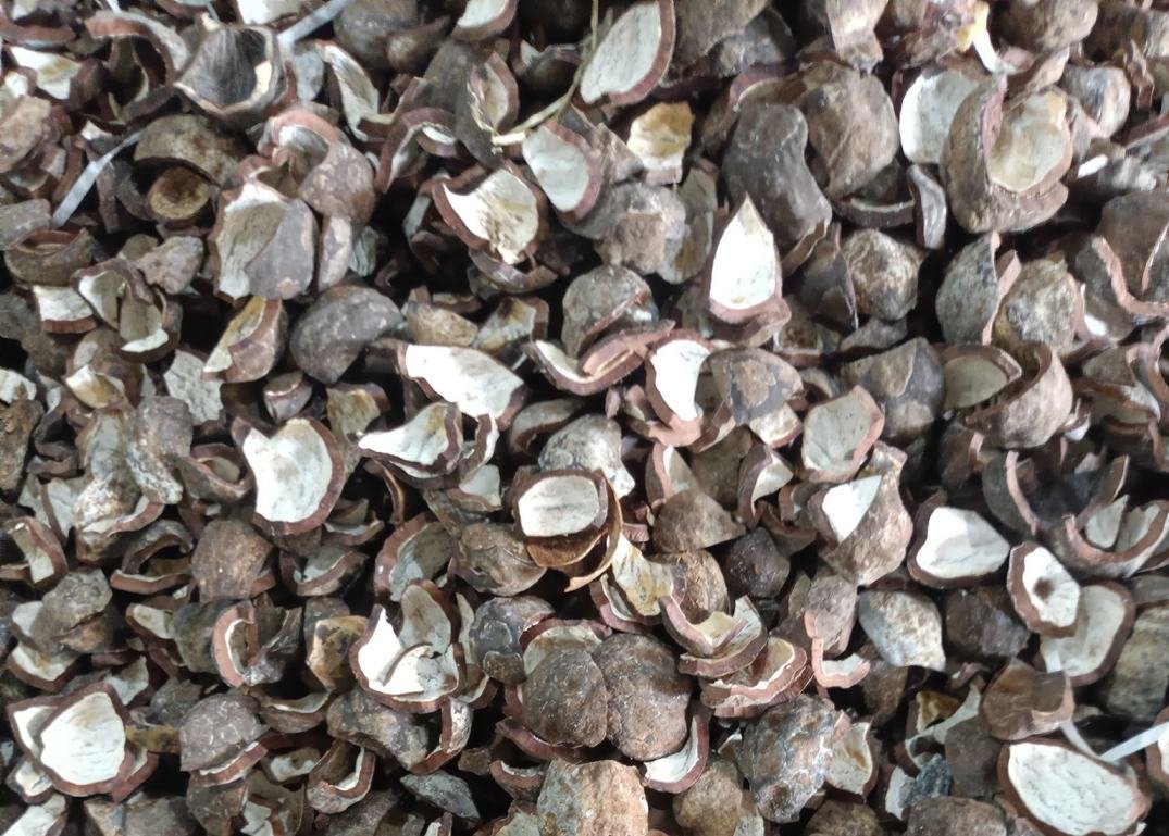 PT TERANG BUNGKIL AGRO MANDIRI - PALM PRODUCT 2